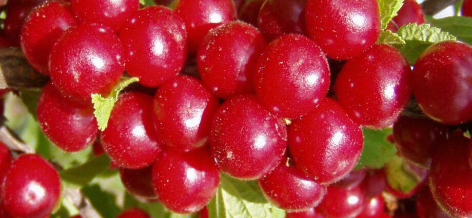 Varieties and descriptions of felt cherries