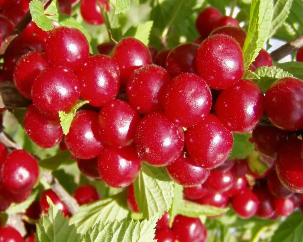 Varieties and descriptions of felt cherries