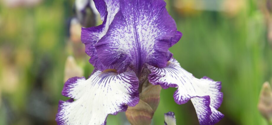 Varieties of bearded irises