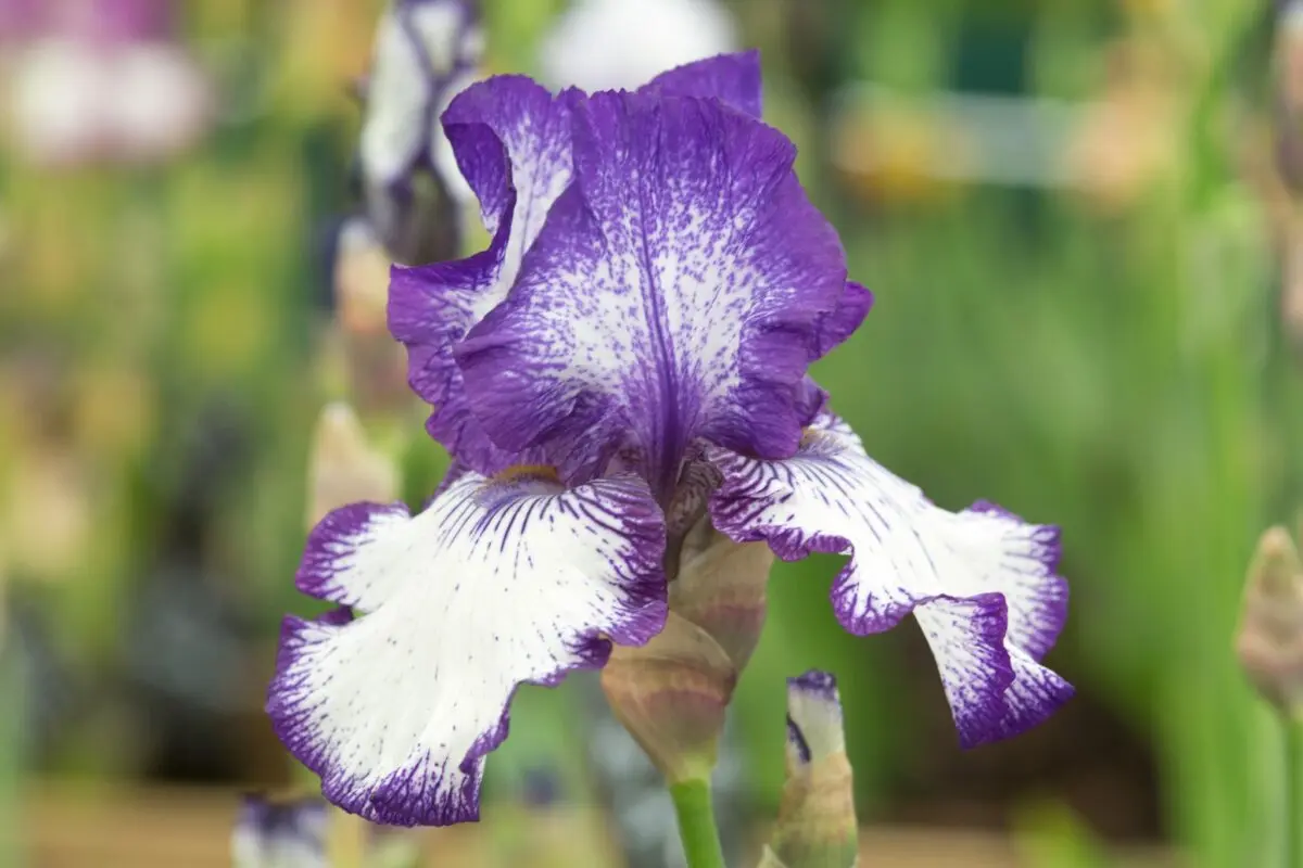 Varieties of bearded irises