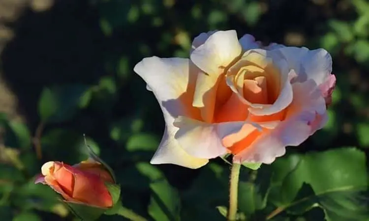 Varieties of beautiful tall roses