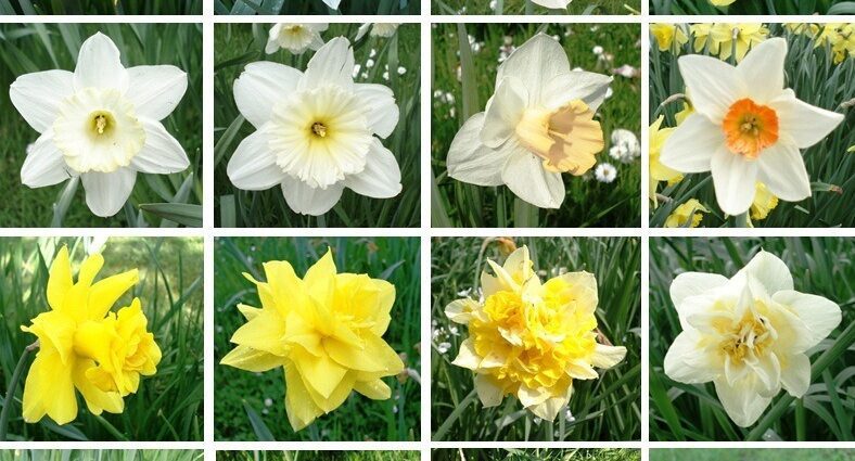 Varieties of daffodils: names, description