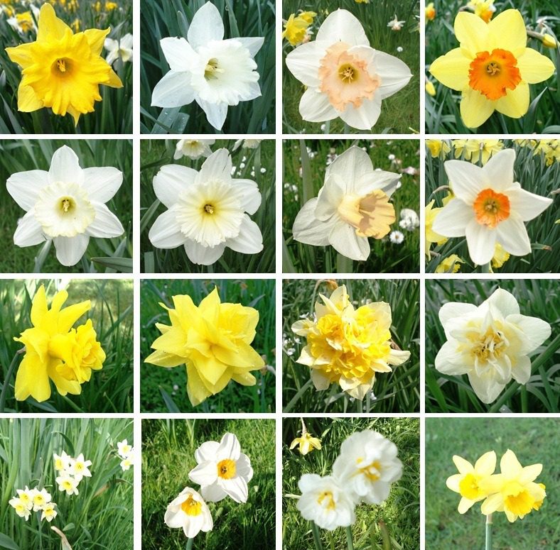 Varieties of daffodils: names, description - Healthy Food Near Me