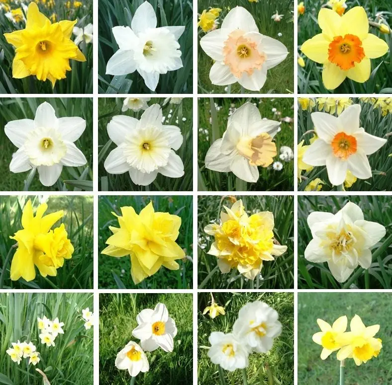 Varieties of daffodils: names, description