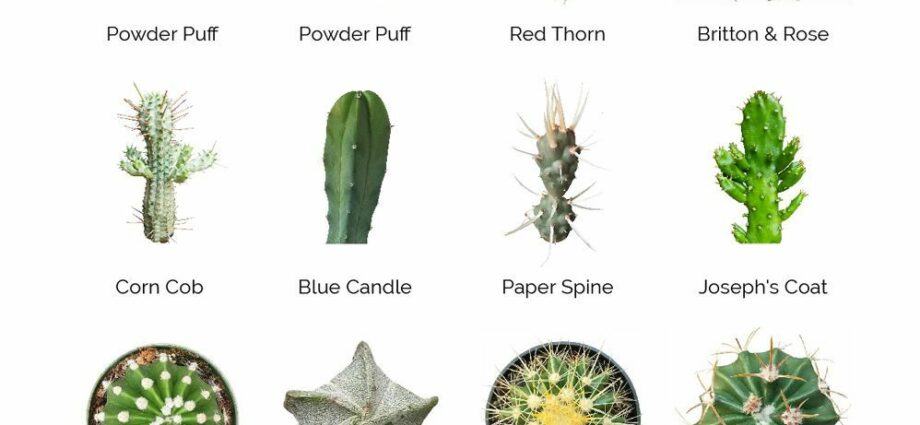 Varieties of home indoor cacti