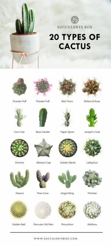 Varieties of home indoor cacti