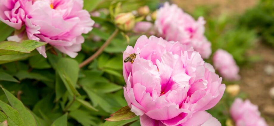 Varieties of pale pink peonies