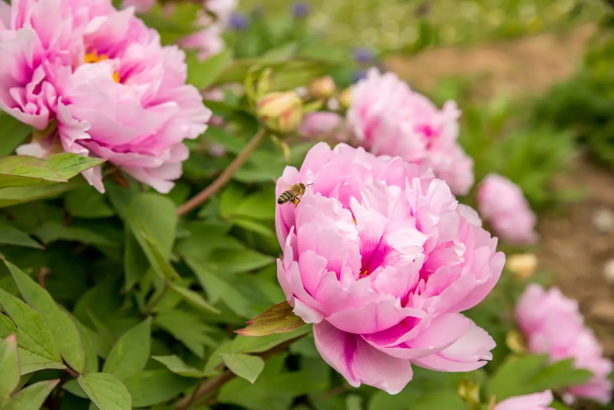 Varieties of pale pink peonies