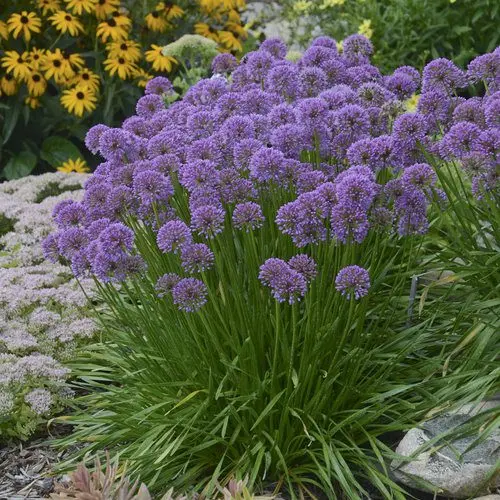 Varieties of purple ornamental onions