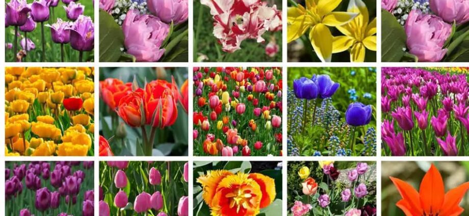 Mga beauty tulip: pagkakaiba-iba