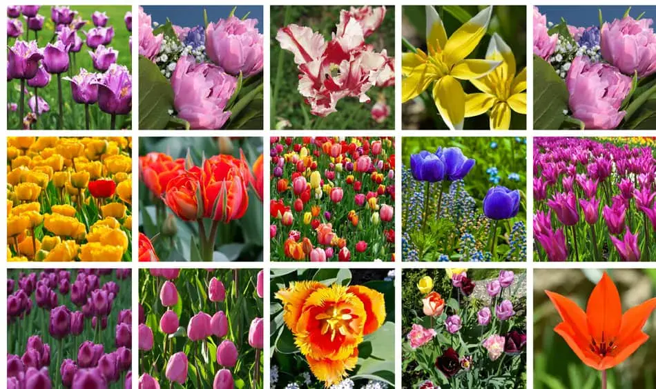 Varieties of simple late tulips