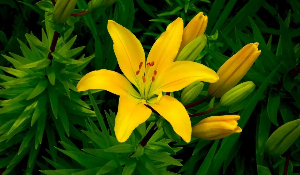 Varieties of yellow lilies, care