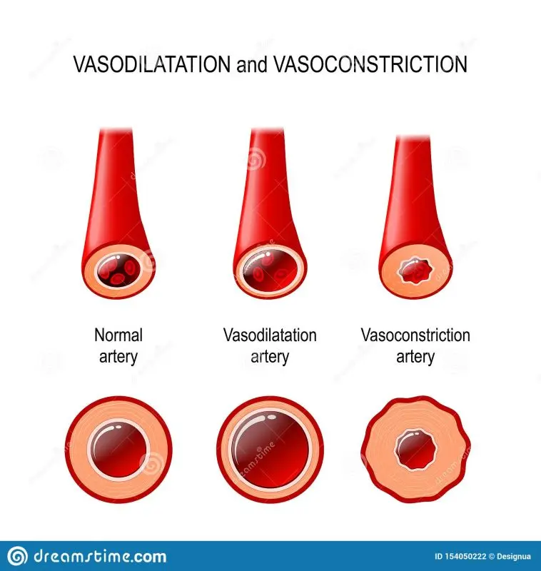 Vasoconstriction: when the blood vessels constrict