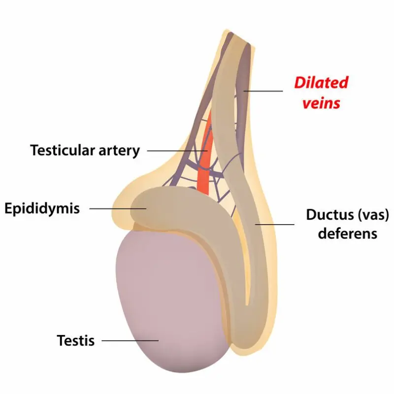 Vein balls, what are the balls in the veins and seals