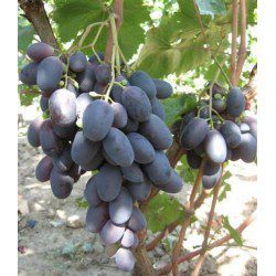 Velika grapes: description, planting and care