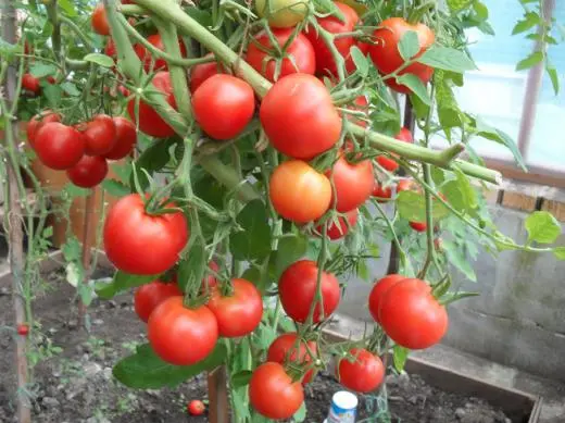 Verliok&#8217;s tomato: description