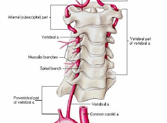 Arteria vertebrale