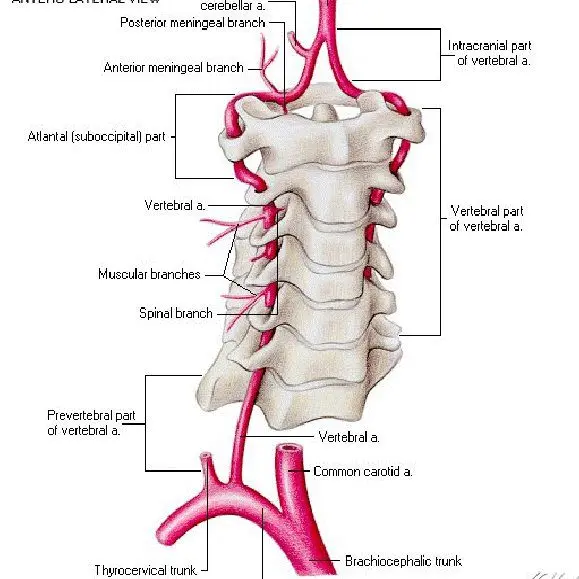 Vertebral artery