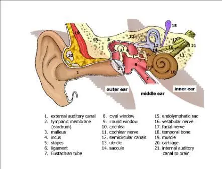 Vestibular neuronitis (labyrinthitis) &#8211; Our doctor&#8217;s opinion