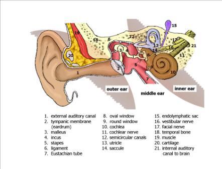 Vestibular neuronitis (labyrinthitis) – د علاقې وړ ځایونه