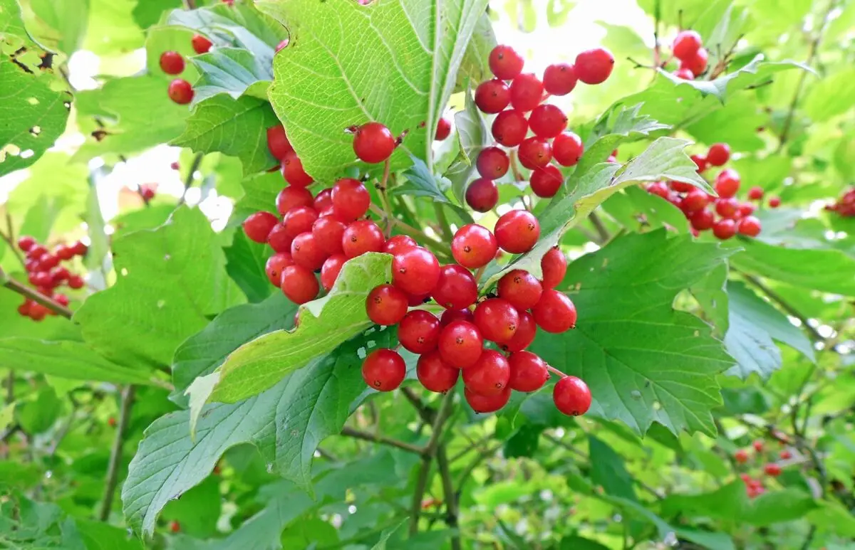 Viburnum picking: berry picking time