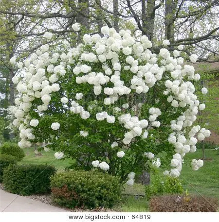 Viburnum vulgaris: ornamental trees and shrubs