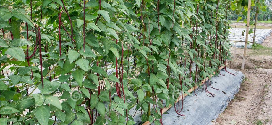 Vigna beans: cultivation