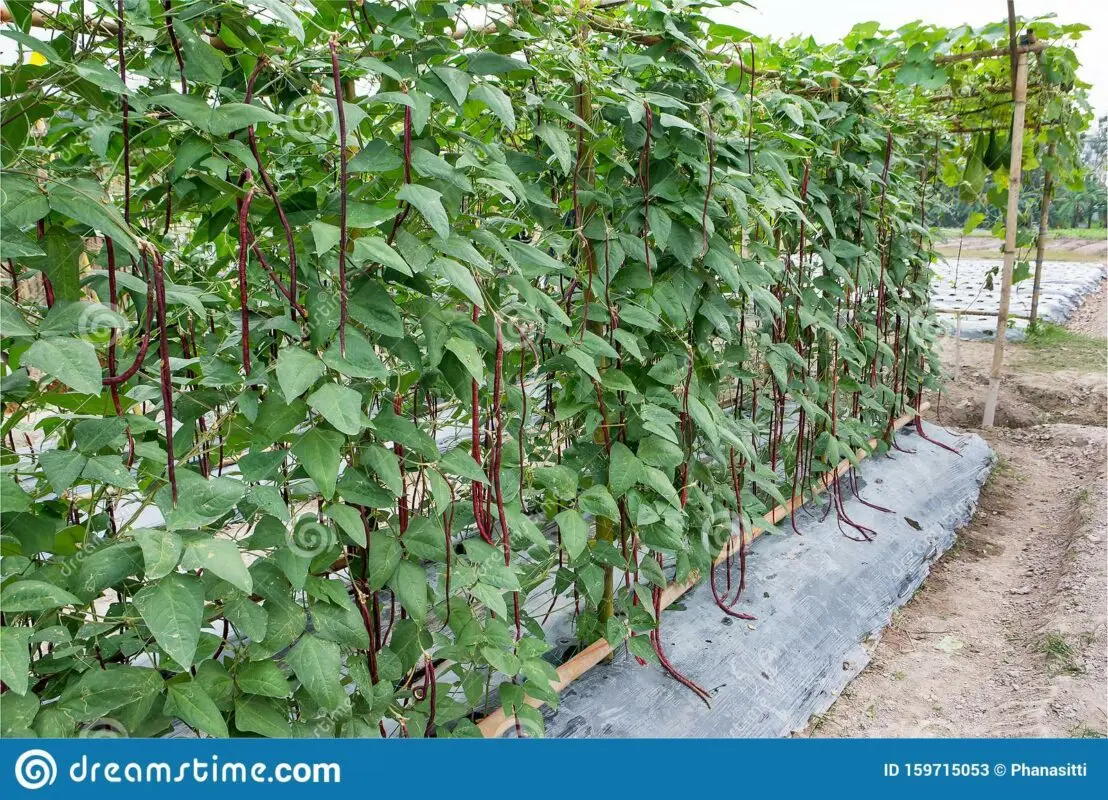 Vigna beans: cultivation