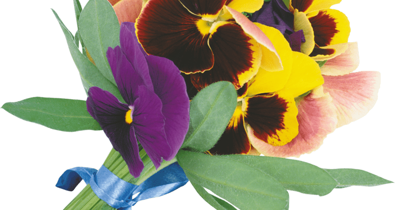 Viola tricolor est in vulgares medicina. Video
