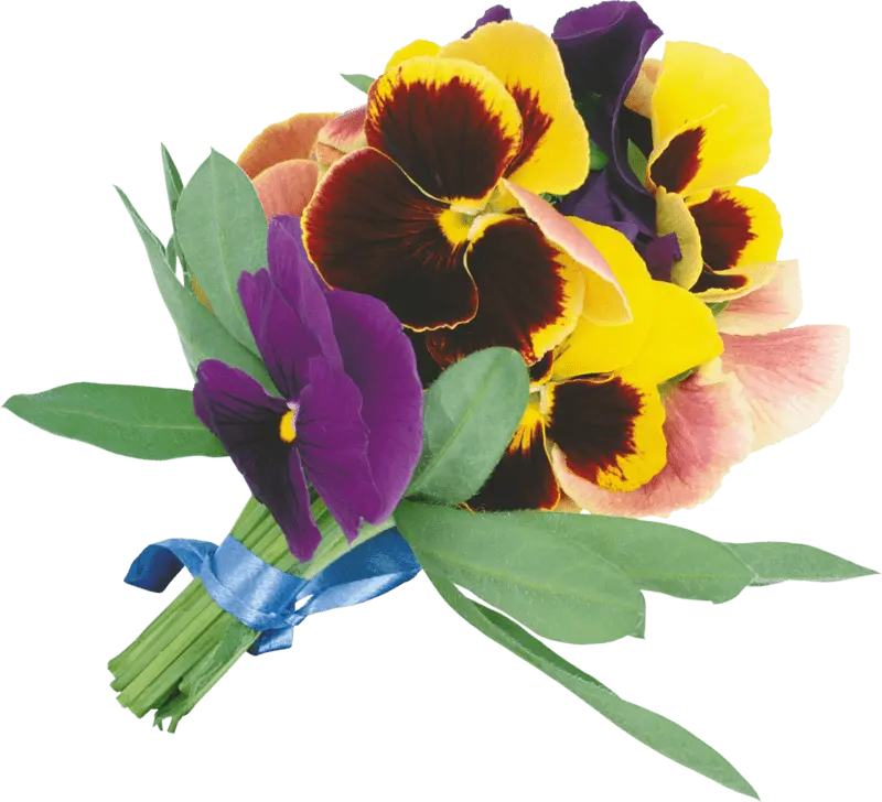 Violet tricolor in folk medicine. Video