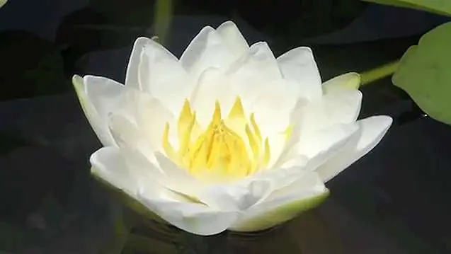 Water lily flower: description