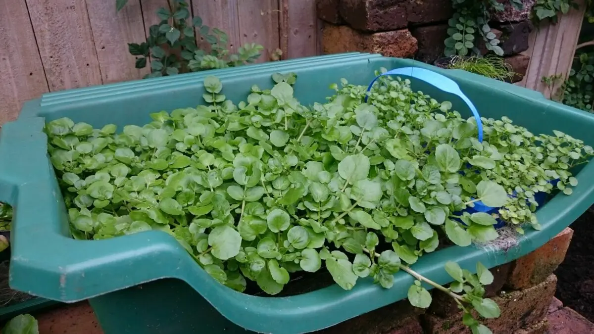 Watercress: growing