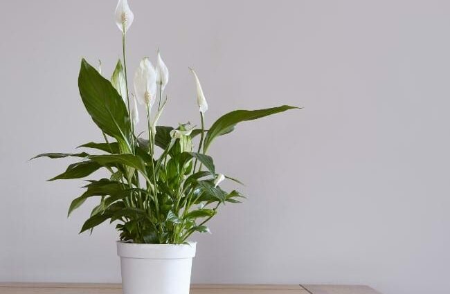 Watering spathiphyllum: how to water and how often