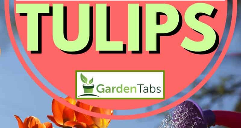 Watering tulips when planting, do I need to water