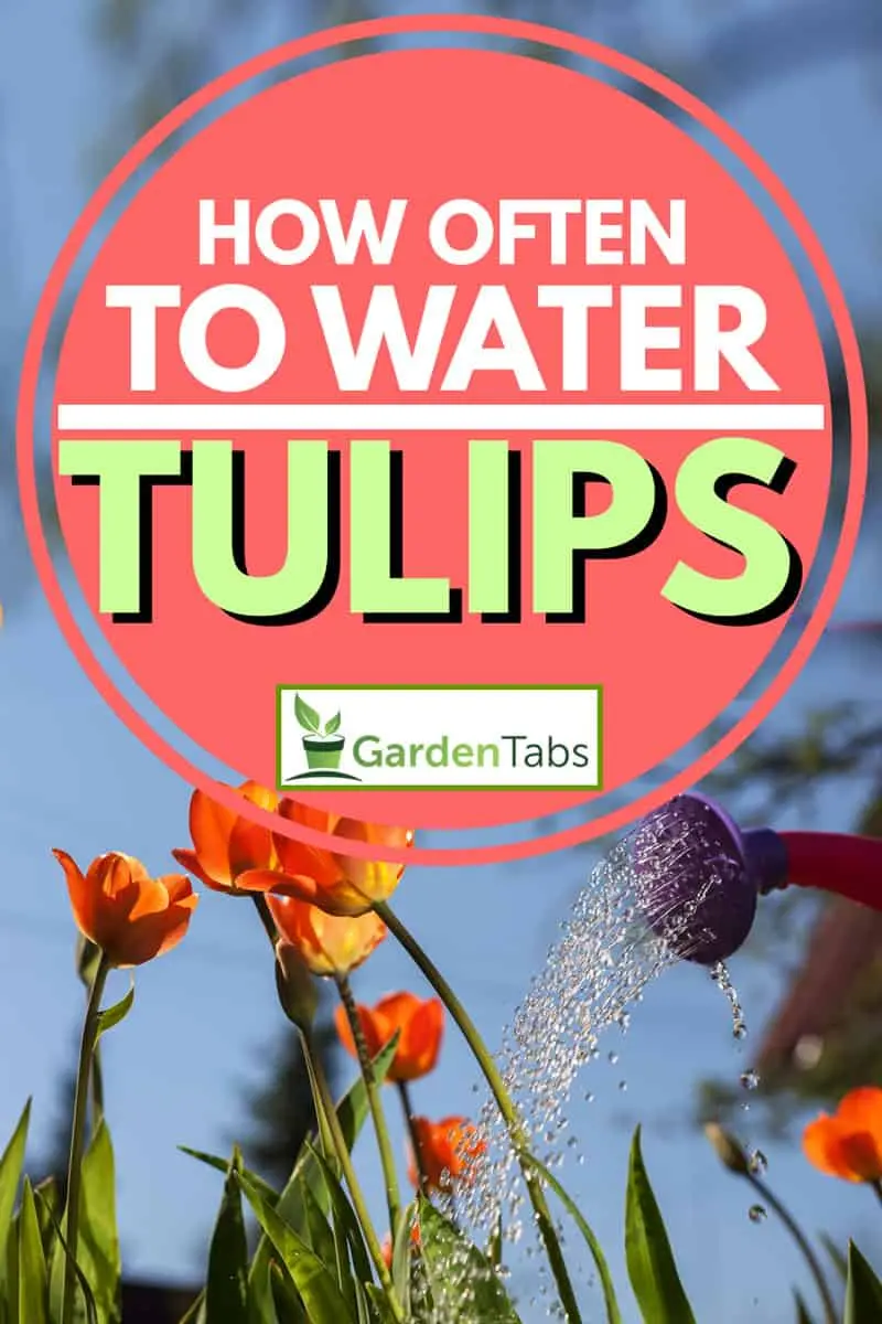 Watering tulips when planting, do I need to water