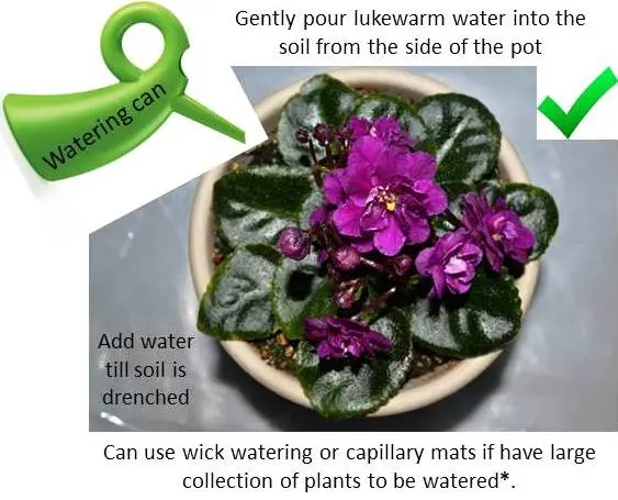 Watering violets: how to water violets correctly