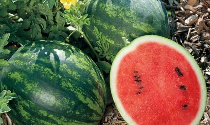 Watermelon chill: variety description, cultivation