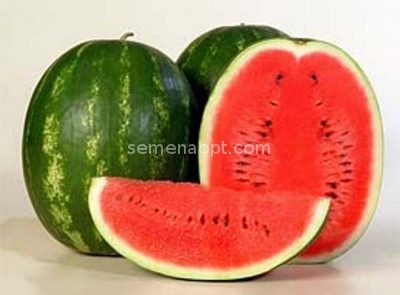 Watermelon karistan: characteristics, description