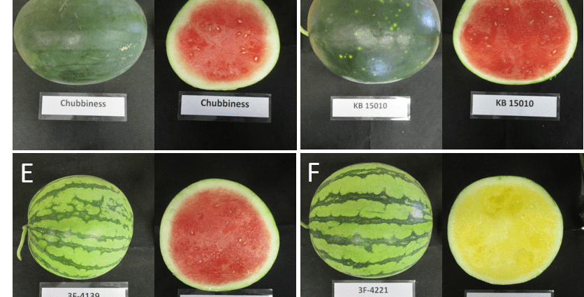 Watermelon varieties