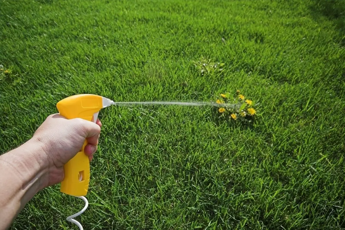 Weed-Killing Lawn Grass