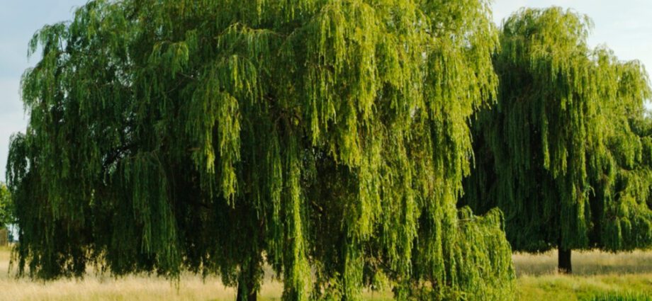 Willows in landscape design: planting and care