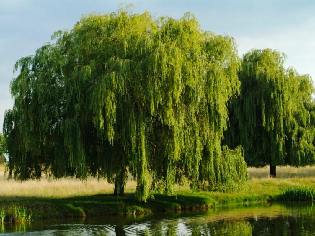 Willows in landscape design: planting and care