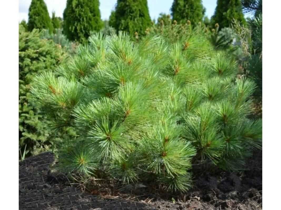 Weymouth pine: variety description