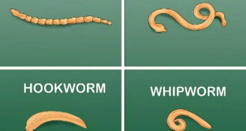 Was sind Hakenwürmer, die Würmer, die Katzen befallen?