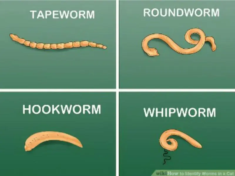 What are hookworms, the worms that affect cats?