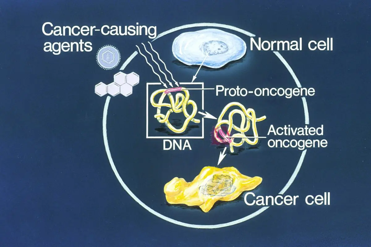 What are oncogenes?