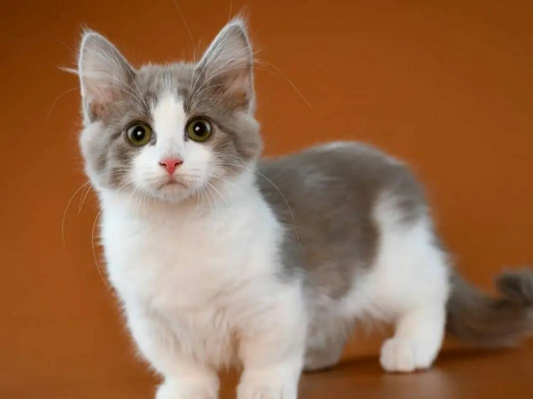 What are the small cat breeds?