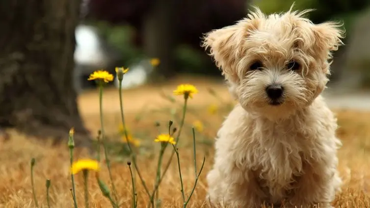 What breeds of dogs do not smell like a dog