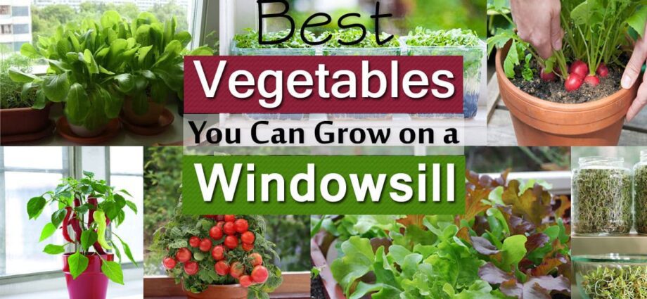 What can be grown on a windowsill, how to grow basil, parsley, dill on a windowsill