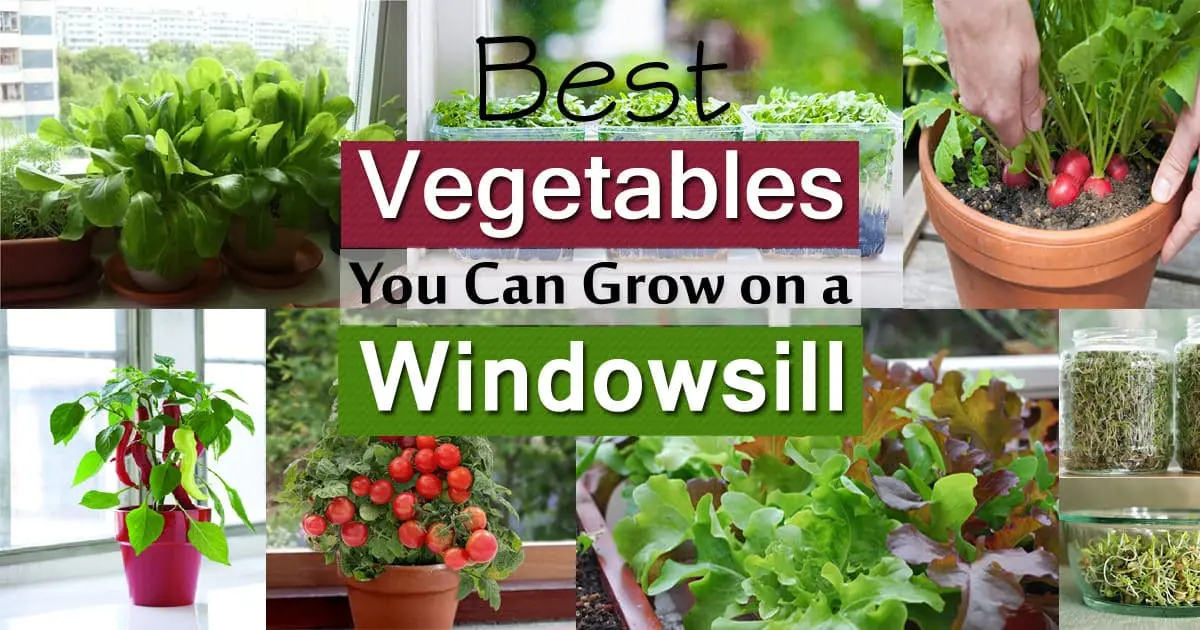 What can be grown on a windowsill, how to grow basil, parsley, dill on a windowsill